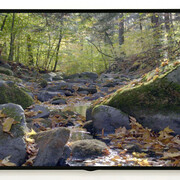 Natural Wonders. Courtesy of Brandywine River Museum of Art