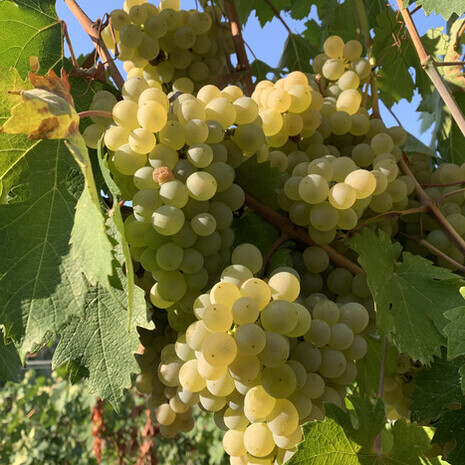 Vineyards in the comune of Novello, Italy by Federico Moznich