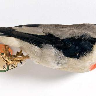 Vögel. Courtesy of Museum für Naturkunde