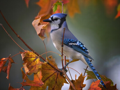 The blue jay, a member of the Corvidae family, is native to eastern North America and commonly found throughout the eastern and central United States