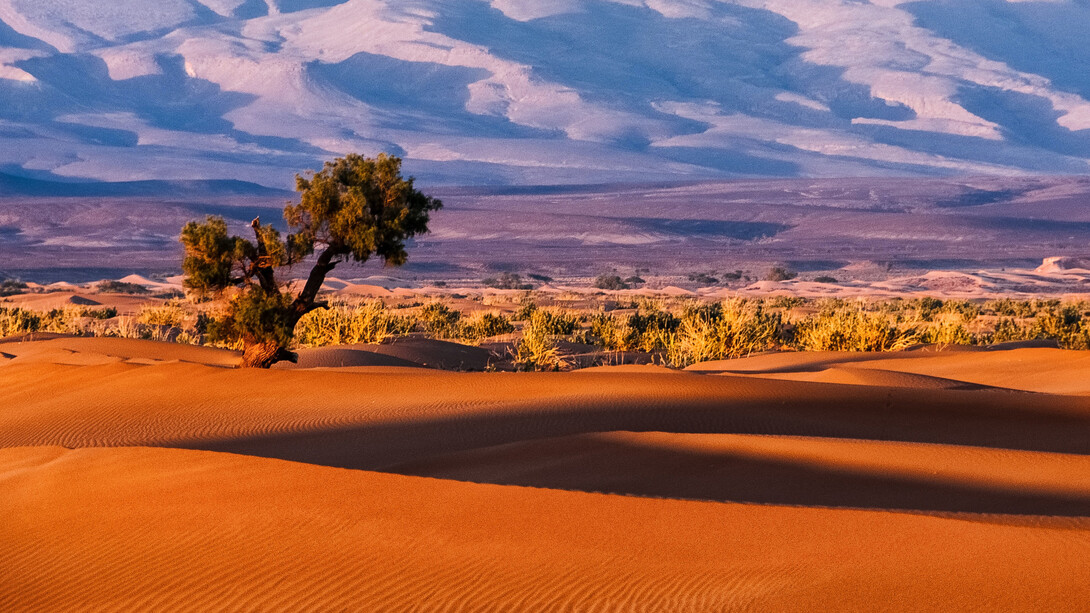 The economic cooperation between Poland and Morocco seems to have a most promising future given their multiple assets 