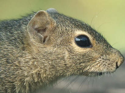 Palm Squirrel © Gehan de Silva Wijeyeratne