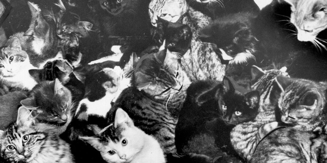 It’s Raining Cats and Dogs. Courtesy of MOHAI