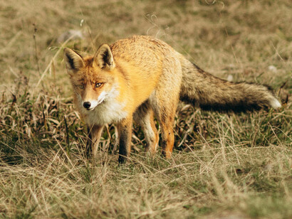 There are over forty sub-species of red fox