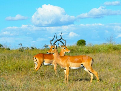 Two wild impalas standing across the sunlit grasslands, illustrating Kenya’s rich and protected ecosystems