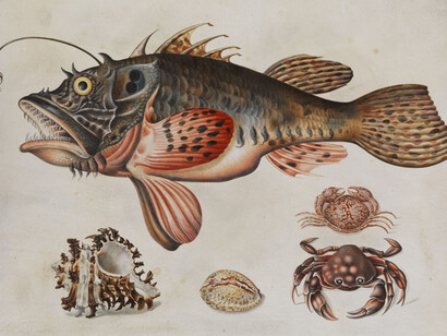 Maria Sibylla Merian. Granchi d'alto mare e lumache di mare