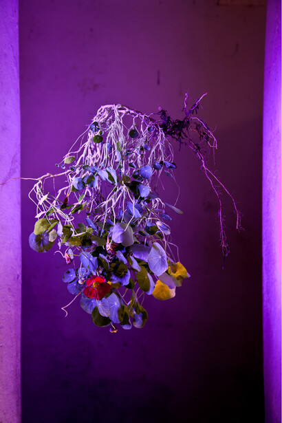 Naked Plants, #06