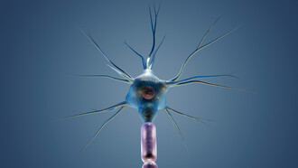 Neurônio. Muitos dos neurônios entéricos transmitem informações sensoriais do intestino para o SN