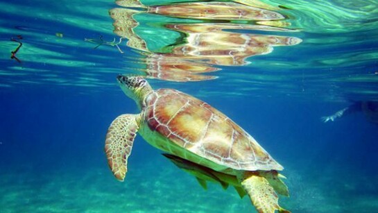 Tortuga marina disfruta de las aguas de la Riviera Maya. Fotos: Diving Blue Caribe/Luis Rokeach