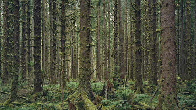 The Onrush of Scenery. Courtesy of Sikkema Jenkins & Co.