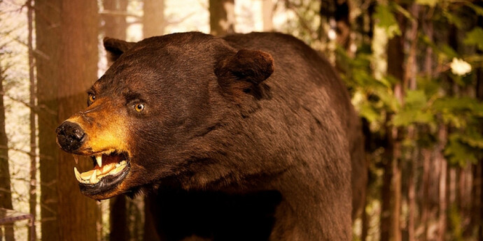 New England Forests. Courtesy of Harvard Museum of Natural History