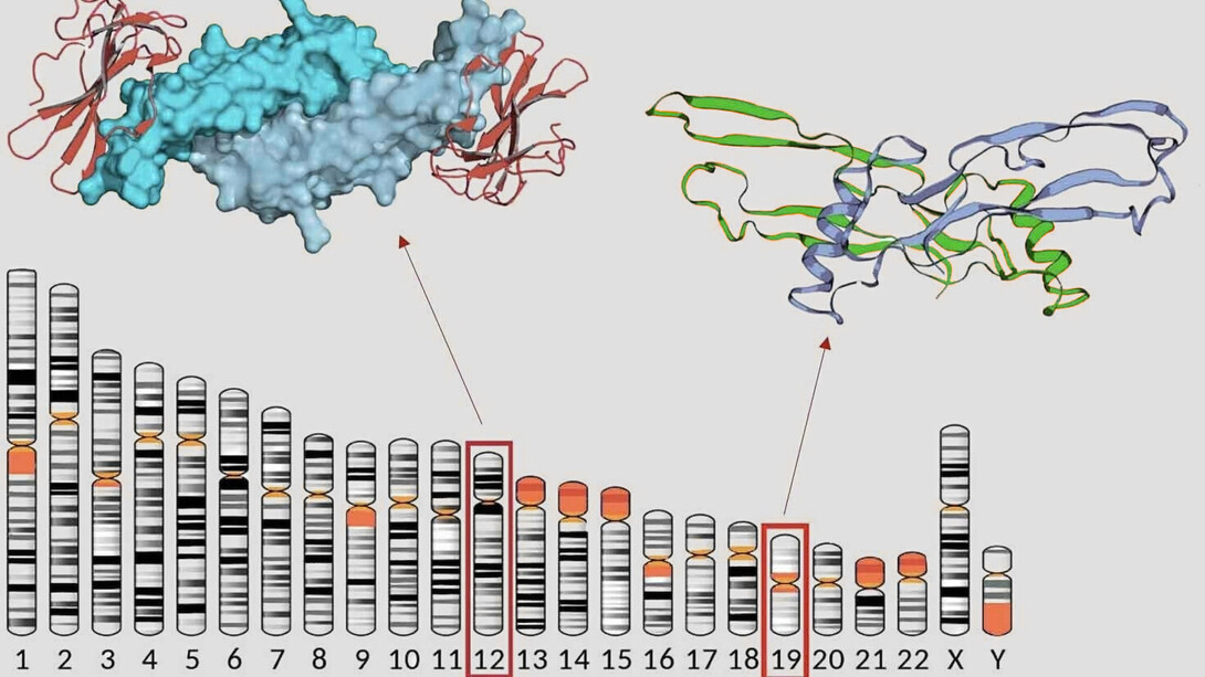 Con un simple análisis de sangre es posible saber la concentración de la hormona estimulante del folículo (FSH) y la hormona antimülleriana (AMH), con el propósito de obtener indicios acerca de la cantidad de óvulos disponibles en tu "banco ovárico". Hormona anti-mülleriana