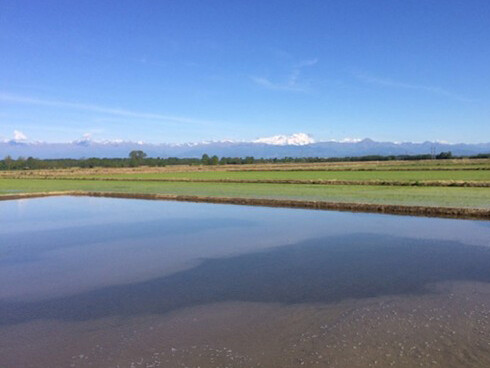 Risaia nel vercellese