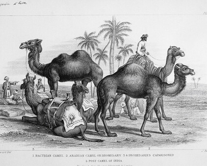 Marcel Broodthaers. Courtesy of Hauser & Wirth