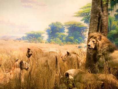 Akeley Hall of African Mammals. Courtesy of American Museum of Natural History