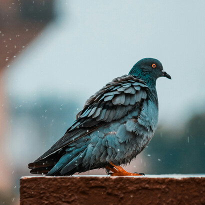 Pigeons on a random public building can be a hazard to respiratory health if proper hygiene is not observed 