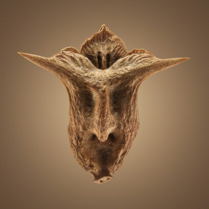 Dillon Marsh. Courtesy of Gallery MOMO