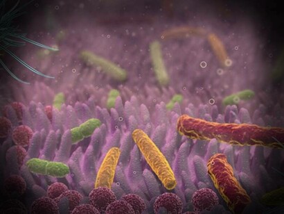 Microbiota intestinale: cercare di prediligere gli alimenti vegetali; frutta, verdura, cereali