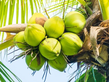 A bounty of coconuts basking in warm sunlight, representing love nurtured through patience and sacrifice