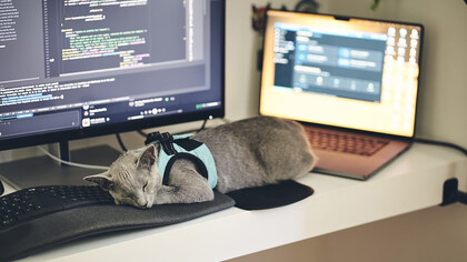 A cat wearing a harness is sleeping on a computer desk