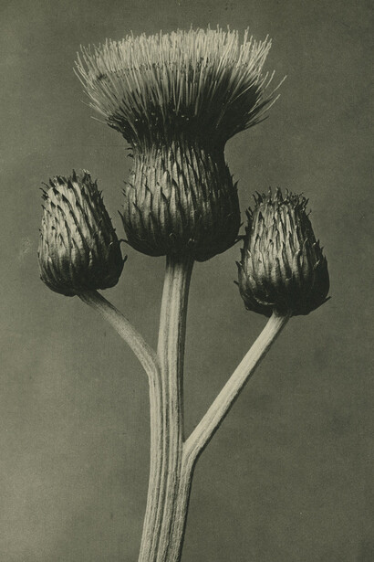 Karl Blossfeldt, Grey thistle, capitulum, c.1928. Courtesy of Howard Greenberg Galler