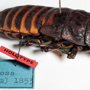 Hemimetabola. Courtesy of Museum für Naturkunde