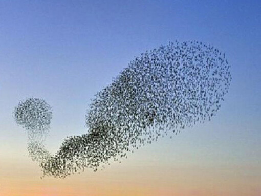 Il fisico premio Nobel Giorgio Parisi ci ha spiegato che le evoluzioni complesse degli stormi di uccelli nel cielo di Roma dipendono da poche semplici regole