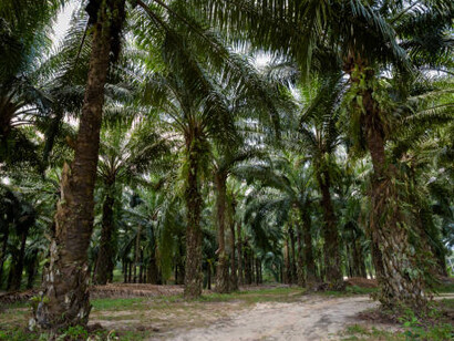The complexities of palm oil production and its wide-ranging impacts on industries and sustainability efforts