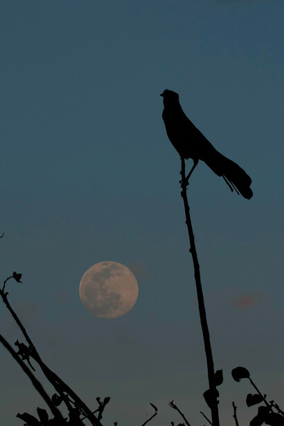 Ave nocturna apoyada en una rama durante la luna llena