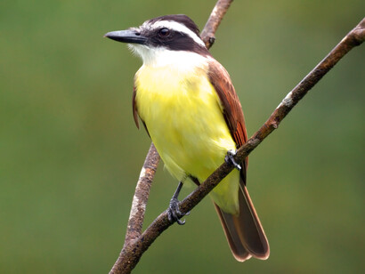 Benteveo posado en una rama