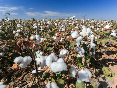 Harvesting cotton in Termez, Uzbekistan, highlighting the nation's agricultural heritage and rural lifestyle