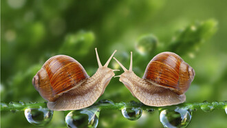 Una pareja de caracoles