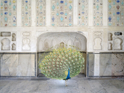 Karen Knorr. Courtesy of Jackson Fine Art