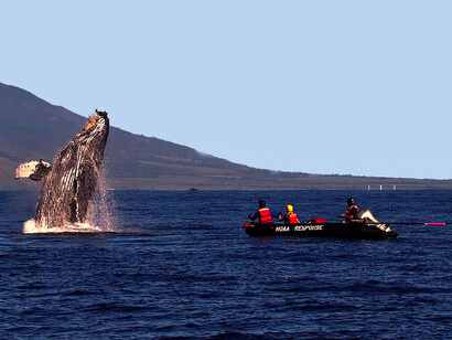 Jedes Jahr verenden 300.000 Wale qualvoll in Fischernetzen. Bild: Einsatz des „NOAA Office of Response and Restoration“ bei einem gestrandeten Wal in Hawaii