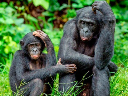 Bonobos