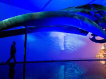 The Blue Whale Story. Courtesy of ROM 