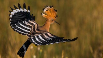 Upupa, detta Shanèser in persiano