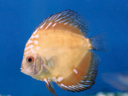 Una scena del film Bubble