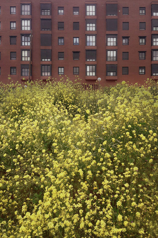 Natalie Larsson, Red Building & Flowers
