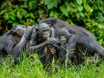 Nelle scimmie le coalizioni vengono organizzate in diverse circostanze