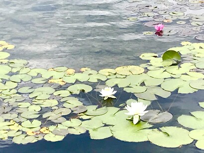 Water lilies on the pond © Alma Reyes