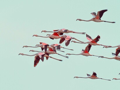 The behavior and movements of wildlife completely ignore the artificial borders and political divisions created by human beings