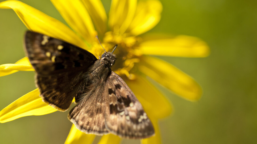 Florida Wildflower & Butterfly Garden. Courtesy of Florida Museum of Natural History