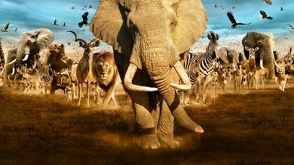 Molte specie viventi migrano, tra esse l'uomo.