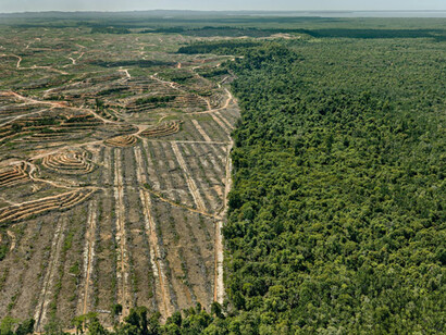 Edward Burtynsky       
Clearcut  #1, Palm Oil Plantation, Borneo, Malaysia 2016        
photo © Edward Burtynsky, courtesy Admira Photography, Milan / Nicholas Metivier Gallery, Toronto

