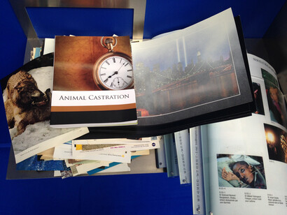 Camille Henrot, The Pale Fox (détail), 2014. Photo : Camille Henrot