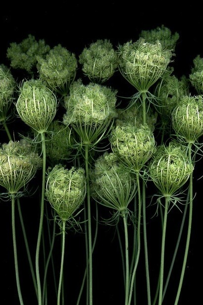 Inflorescenze di Carota