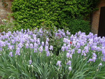 Giardino Palazzo Scroffa, cespuglio di fiori. Foto di Simonetta Sandri