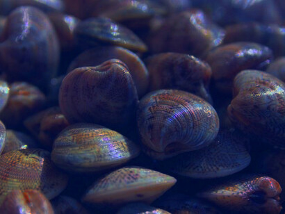 Microplastica è stata ritrovata in molluschi disponibili sul mercato come cibo