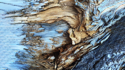 Le cortecce, il bello dell'inverno